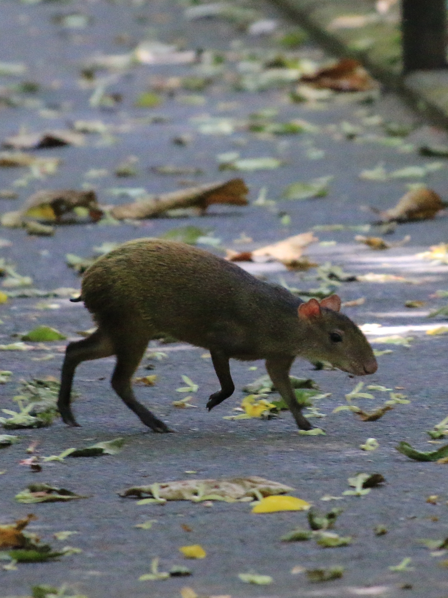 Costa Rica